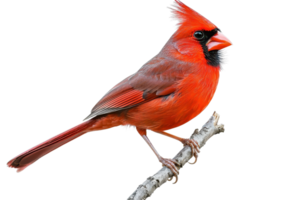 A vibrant red cardinal perched on a twig, showcasing its distinctive crest and black mask. png
