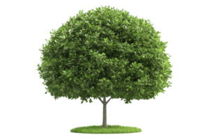 A lush green tree with a rounded canopy and sturdy trunk on a grassy base. png