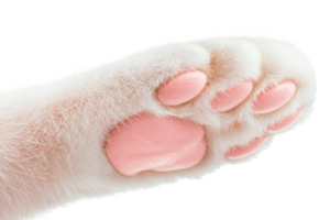 A close-up of a fluffy cat paw with pink pads, showcasing its soft texture against a black background. png