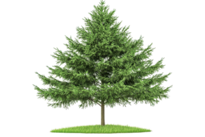 A lush green pine tree with dense foliage and a sturdy trunk, standing tall and vibrant. png