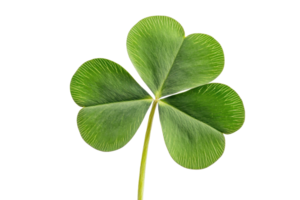 A vibrant green four-leaf clover with distinct, textured leaves and a slender stem. png