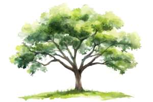 A lush, green tree with a wide canopy and strong branches, depicted in a watercolor style. png