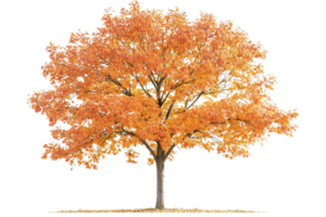 A vibrant autumn tree with striking orange foliage, showcasing a robust trunk and expansive canopy. png