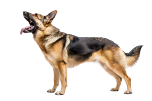 A German Shepherd dog standing gracefully, with its tongue out and ears perked, showcasing its strong and agile physique. png