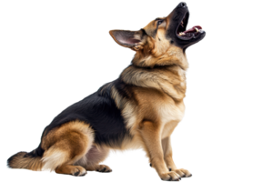 A German Shepherd sits upright, mouth open in a howl, showcasing its strong posture and distinctive coat pattern. png