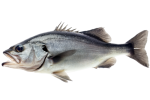 A detailed image of a fish showcasing its sleek body, prominent fins, and distinct features, highlighting its aquatic nature. png