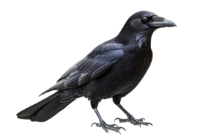 A detailed, black raven with a sleek body and sharp beak, showcasing its distinctive feathers and alert posture. png