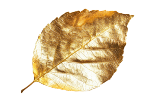 A shimmering golden leaf showcasing intricate textures and natural design. png