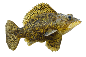 A vividly colored fish featuring a textured body and distinctive markings. png