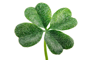 A vibrant green four-leaf clover showcasing its unique shape and texture. png
