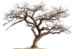 A gnarled, leafless tree with intricate branches, showcasing its unique structure and texture in a striking shape. png