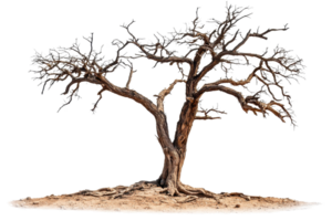 A gnarled tree with twisted branches and exposed roots, showcasing intricate textures and a striking natural form. png