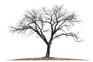 A solitary, bare tree with intricate branches and a textured trunk, showcasing an organic silhouette. png