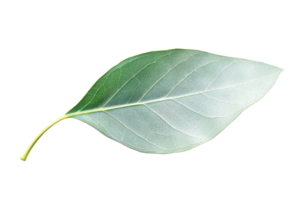 A single green leaf with prominent veins and a smooth texture, showcasing its natural form. png