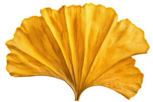 A vibrant yellow ginkgo leaf with fan-shaped lobes, showcasing intricate veining and unique texture. png