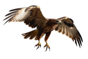 A majestic hawk in mid-flight, showcasing its powerful wings and sharp talons, exemplifying grace and strength. png
