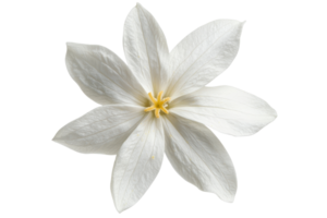 A delicate white flower with six petals and a yellow center, showcasing intricate details and a soft texture. png