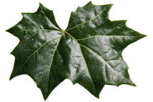 A vibrant green maple leaf with a distinct shape and textured surface, displaying intricate veins and a healthy appearance. png