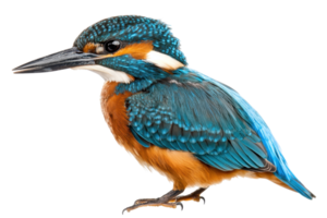A vividly colored kingfisher with striking blue and orange plumage, showcasing its sharp beak and distinct features. png