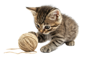 A playful kitten curiously interacts with a ball of yarn, showcasing its adorable features and inquisitive nature. png