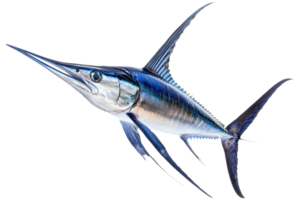 A sleek, blue swordfish with elongated body and sharp snout, showcasing its streamlined shape and powerful fins. png
