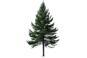 A tall green coniferous tree with dense foliage and a conical shape, showcasing rich textures and vibrant colors. png