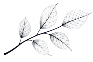 A delicate branch with white leaves displaying intricate vein patterns. png