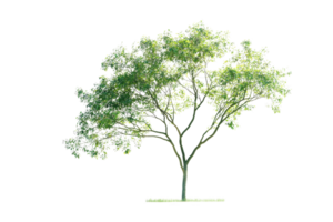 A lush green tree with a spreading canopy and slender branches, showcasing vibrant foliage and a healthy structure. png