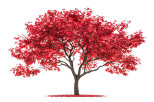 A vibrant red tree with lush foliage and a sturdy trunk, creating a striking visual impact. png