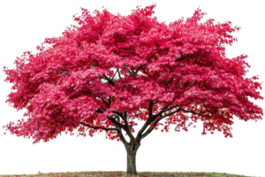A vibrant pink flowering tree with a broad, lush canopy and a sturdy trunk, showcasing its colorful blossoms in full bloom. png