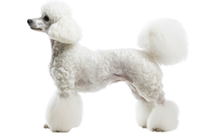 A fluffy, white poodle stands elegantly, showcasing its distinctive coat and playful demeanor. png