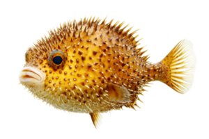A spiky, yellow fish with a rounded body and distinctive patterns, showcasing its unique appearance and features. png