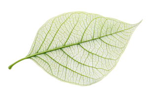 A detailed leaf showcasing intricate vein patterns and a delicate structure. png