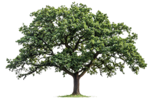 A lush green tree with a broad canopy and sturdy trunk, showcasing vibrant foliage. png