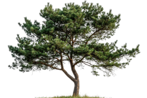 A lush, green tree with a textured trunk and sprawling branches, showcasing vibrant foliage and a natural form. png