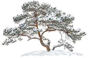 A snow-covered pine tree with a gracefully curved trunk and lush green needles. png