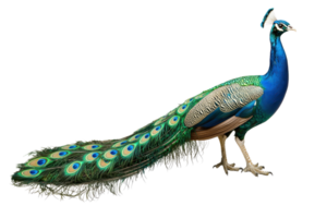 A vibrant peacock displaying its colorful plumage with intricate patterns and exquisite colors. png