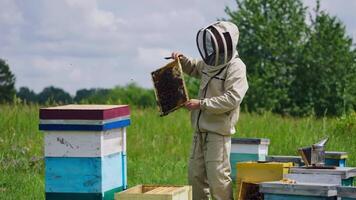Beekeeper in modern protective suit on apiary. Professional apiarist man holding frame with many bees crawling on it on green nature background. video