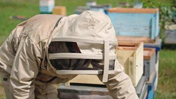 Beekeeping process. Professional apiarist in protective overalls and hat examining bees on a frame. Bee master extracts frame with bees from a beehive on apiary. video