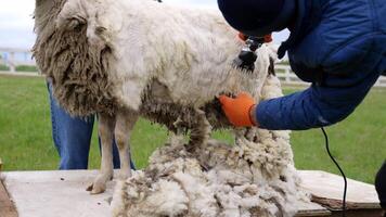 Shearing sheep with special equipment. Professional farmer cutting old wool from sheep for further production. Traditional sheep shearing on a farm. video