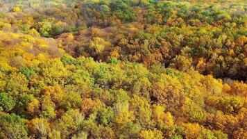 Nature background in autumn colors. Beautiful scenery of trees of a woodland in fall season. Aerial view. Camera moving to the right. video