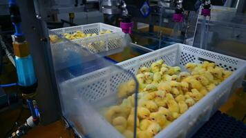 Industry of poultry. Little chicks moving in box on conveyor line and automatically vaccinated with a special sprayer. video