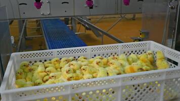 Medicine spraying on small chicks automatically. Plastic container with newborn chickens moving on a conveyor line and vaccinate on a special technique. video