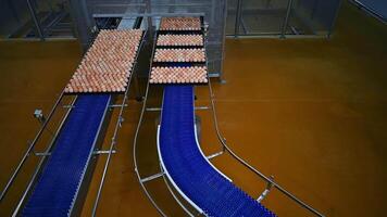 Motion of trays with eggs on conveyor lines. Packaging eggs on a food factory. Production line of fresh chicken eggs. Top view. video