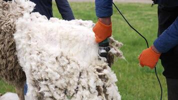 Natural process of shearing white sheep. Farmer cutting soft wool of a sheep with a professional electric clipper. Close-up. video