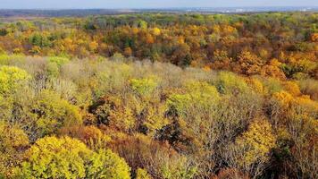 Bright nature background. Beautiful scenery of autumn forest. View from above on colorful treetops of woodland in fall season. video