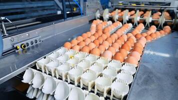 Motion of conveyor with eggs. Automated machine taking fresh chicken eggs from a conveyor line. Production of organic eggs on a poultry farm indoors. video