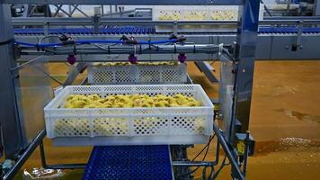 Vaccination of little chickens. Chickens in plastic containers are sprayed with a solution of the vaccine while moving on a conveyor line. Production of poultry on a farm. video