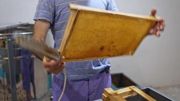 Harvesting honey indoors. Beekeeper removing excess bees wax with scraper on a frame with honeycomb full of fresh honey. video