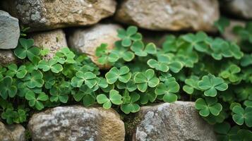 A close up of green leaves growing on a stone wall photo